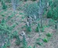 Plantação de maconha com 18 mil pés é incinerada em Monteiro e um suspeito é preso