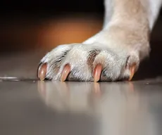 Polícia Civil abre inquérito para investigar morte de animais em Teixeira