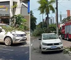 Ventania derruba árvores, provoca queda de estrutura e causa transtornos na Paraíba; VÍDEO