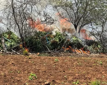 44 mil pés de maconha são incinerados em Livramento, no Cariri da Paraíba