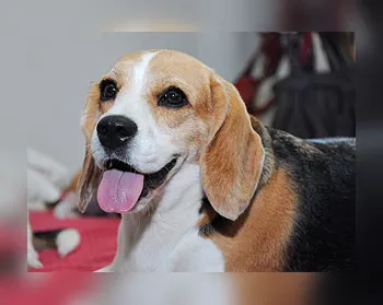 A morte de uma benfeitora da humanidade e a lembrança de Oona