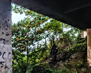 A novilíngua do terror