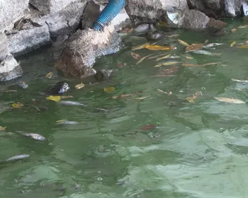 MP defende integração entre órgãos para evitar desastres ambientais no Açude Velho