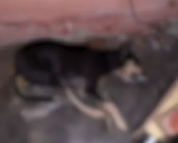 Teixeira registra mais de 200 mortes de cães e gatos com suspeita de envenenamento