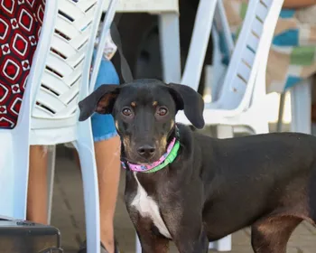 João Pessoa e Puxinanã recebem ação de castração com 280 vagas para cães e gatos