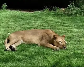 Portaria restringe acesso aos recintos de animais da Bica após jovem morrer atacado por leoa