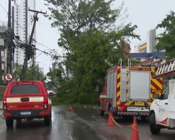 Árvore cai e interdita via no bairro do Expedicionários, em João Pesssoa