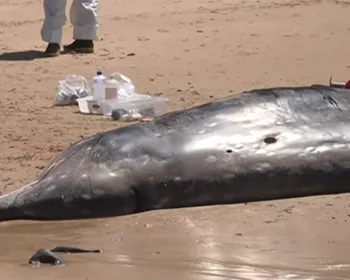 Baleia morre após encalhar em praia no Litoral Sul da Paraíba