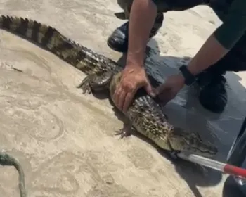 Banhistas encontraram filhote de jacaré em praia de Cabedelo