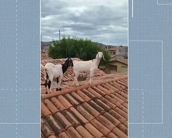 Cabras sobem em telhado e são resgatadas pelo Corpo de Bombeiros, em Patos