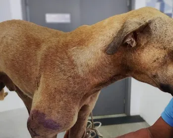 Cachorro é resgatado após ser baleado em João Pessoa