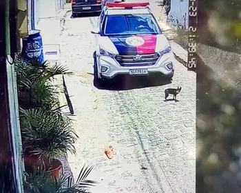 Cadela morre após ser atropelada por viatura da PM em João Pessoa