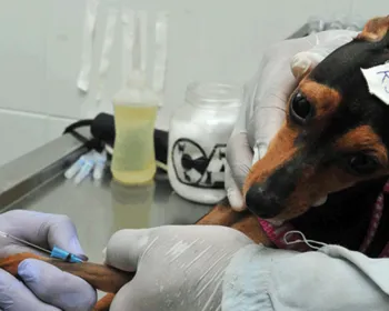 Programa oferece mais de 3 mil vagas para castração de cães e gatos em 16 cidades da Paraíba