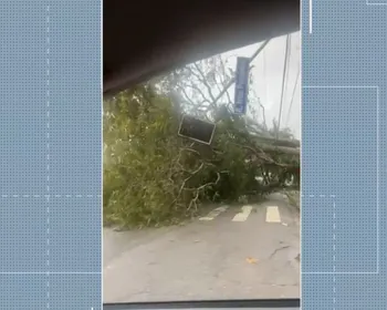 Chuva em Campina Grande causa queda de árvores e danos em casas; VÍDEO