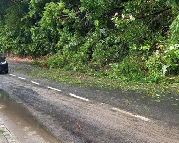 Chuvas afetam trânsito com queda de árvores e alagamentos, em João Pessoa