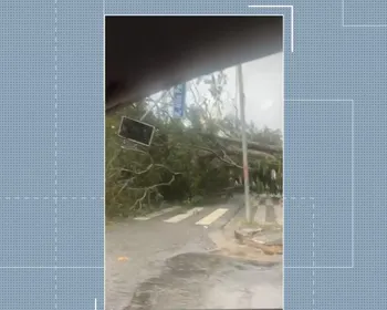 Chuvas com ventania causam queda de árvores e danos em casas e prédios, em Campina Grande