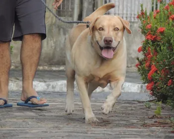 'Dia D' de cuidados para pets idosos é realizado neste sábado (28), em Campina Grande