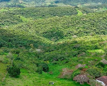 Doze proprietários de áreas com Mata Atlântica são autuados por desmatamento, na Paraíba