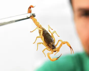 Escorpiões: veja como prevenir o aparecimento e o que fazer em caso de picada