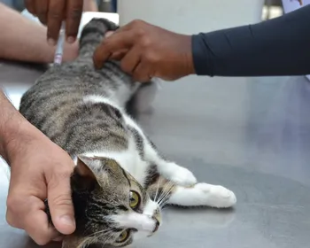 SES-PB promove 'Dia D' de cuidados para pets idosos neste sábado (21) em João Pessoa