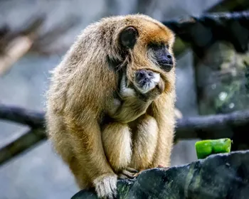 Veja o que fazer se encontrar animais silvestres em área urbana
