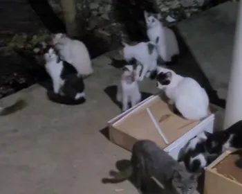 Gatos abandonados: Justiça bloqueia R$ 39 mil da Prefeitura de João Pessoa por descumprir decisão