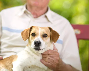 Governo da Paraíba cria Secretaria Executiva de Proteção Animal
