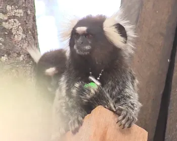 Interação com animais silvestres: entenda quais os riscos e como evitá-los