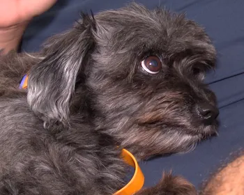 JPB1 estreia série 'É da Família' nesta terça-feira (7)