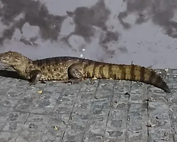 Jacaré é capturado após circular por ruas de Fagundes