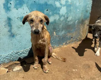 Mais de 20 cães são encontrados em situação de maus-tratos em canil municipal do Sertão da PB