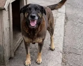 O cão Orelha e a crise moral da sociedade