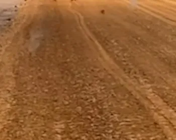 Obra da Ponte do Futuro entra na mira do MPF por risco a espécie ameaçada de extinção