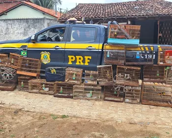 Operação contra tráfico de fauna resgata 245 animais silvestres na Paraíba