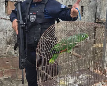 Papagaio furtado da Bica é resgatado em comunidade do bairro do Roger, em João Pessoa