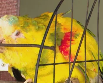 Papagaio que teria pertencido a Frei Damião vive com família em Livramento