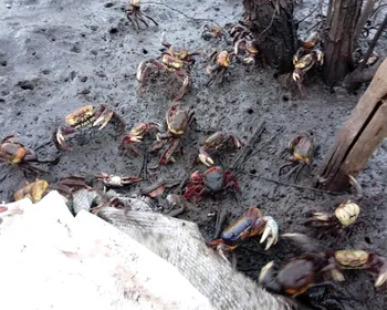 Novo período de defeso do caranguejo-uçá começa nesta sexta-feira (17); veja o que é proibido