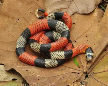 Pesquisadores da UEPB lançam guia ilustrado para identificação de animais peçonhentos