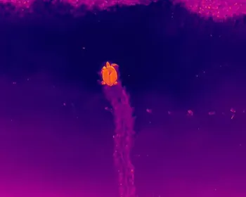 Pesquisadores da UFPB registram assinatura térmica de tartaruga durante desova