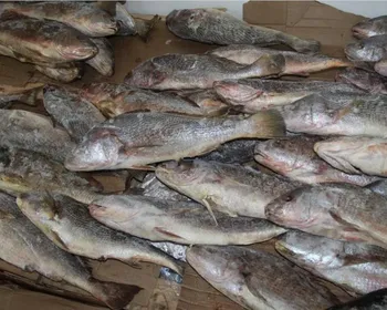 Pesquisas encontram variação de até 125% no preço do peixe em João Pessoa para a Semana Santa