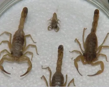 Picadas de escorpião geram mais de 2 mil atendimentos na Paraíba em 2025