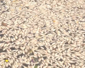 Poluição e peixes mortos no Açude Velho, em Campina Grande: O que se sabe sobre o caso