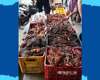 Quase uma tonelada de fios de cobre é apreendida em João Pessoa, e dois suspeitos são presos