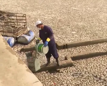 Sem precedentes: equipes retiram 10 toneladas de peixes mortos do Açude Velho em Campina Grande
