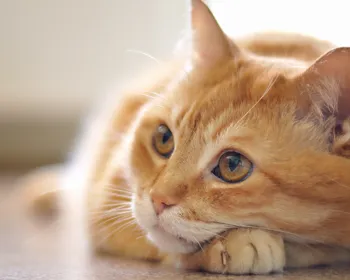 TJPB decide que gatos de condomínio em João Pessoa não são “animais comunitários”