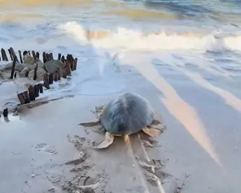 Tartaruga marinha que ingeriu plástico é devolvida ao mar após tratamento