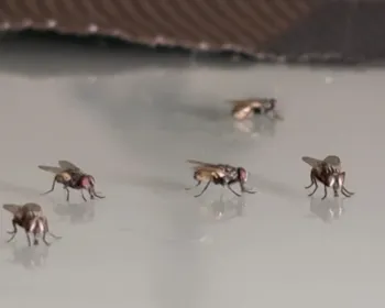 'Virose da mosca': Sousa, na Paraíba, registra alta de casos por infecções em UPA e hospital