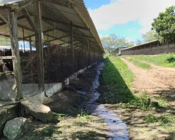 Empresária dona de granja de galinhas é presa por poluição ambiental, em Campina Grande