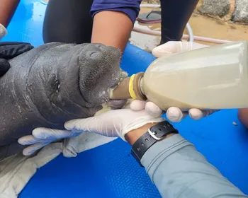 Filhote de peixe-boi-marinho encalhado é resgatado em praia do Litoral Norte