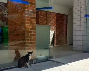 Gatos na UFPB: MPT recomenda barreiras para impedir animais em ambientes internos